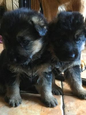 previous puppies