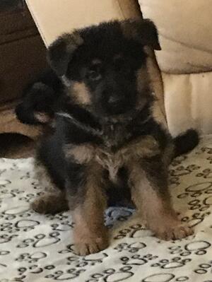 Male puppy