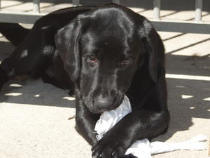 Black Bitch 17 weeks