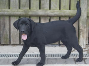 Black Bitch 17 weeks