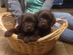 Donamick Labradors