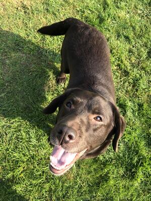 Lovely chocolate boy excellent temperament