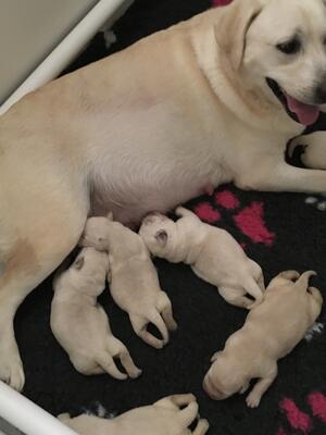 Mom and puppies
