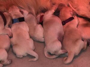 Magnificent seven