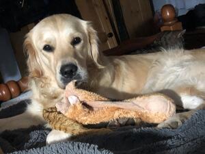 A retrieve!