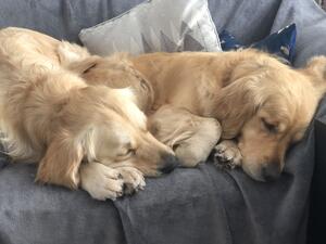 Cuddle buddies- Skye & Mum Fern