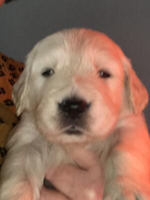 Aged 4 weeks