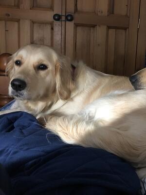 My gentle girl Skye