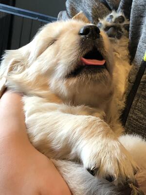Sleepy boy
