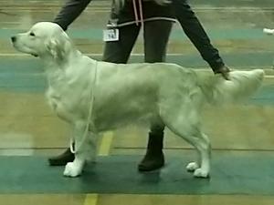 Leynosk Glitter N'Gold (Dove)