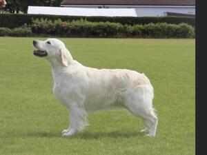 LEYNOSK GOLD CARD ‘Silk’