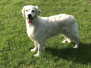 LEYNOSK GOLD CARD ‘Silk’