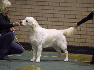 FENPINQUE GLITTERSPELLE ‘Glow’