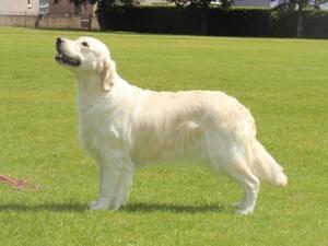 LEYNOSK MARCHESA ‘MARA’