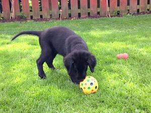 Last puppy playing