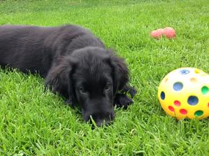 Last puppy 10 weeks old