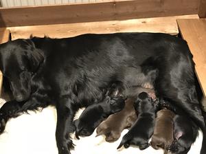 Puppies feeding 4 days old