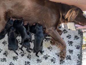 Anja with puppies feeding