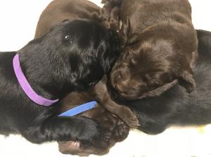 Puppies sleeping