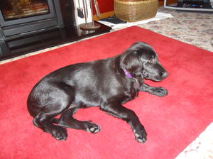 Keisha relaxing infront of the fire