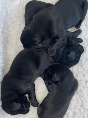 Puppies sleeping