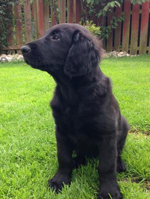 Last puppy sitting