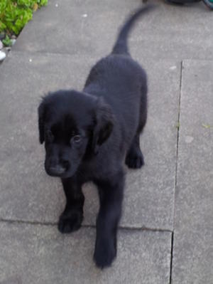 Keisha as a puppy