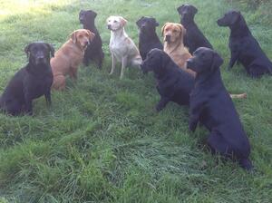 Some of the pack!