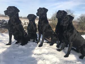 Snow day!