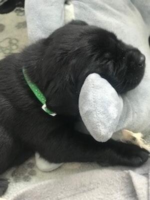 Black bitch pup