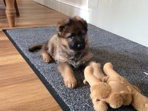 Zuberg puppies