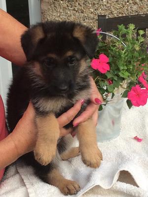 Female Puppy