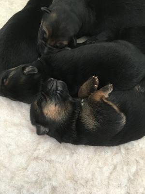 5 days old