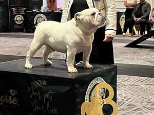 Erimusbulls cloughy (sire)