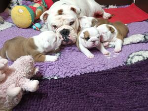 Alice and babies