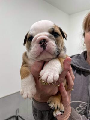 little girl looking for her for ever home