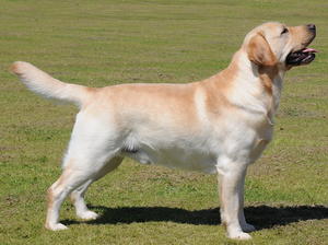 Best of Breed