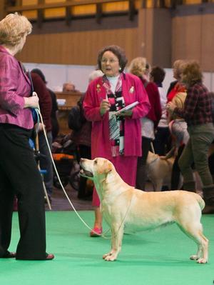 Crufts 2nd Mid Limit Bitch