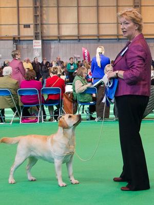 Crufts 2nd Graduate Bitch