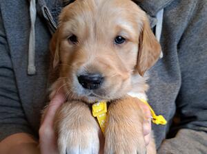 Available girl