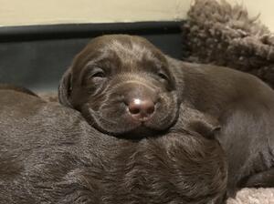 This litter