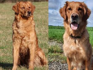 Ranger on the left, Tabasco on the right