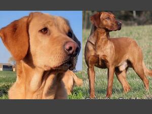 The Parents. Barley left, Harry right