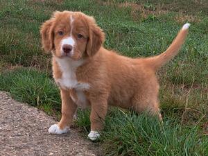 Available puppy
