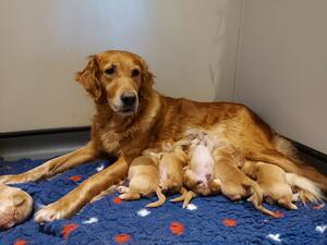 Mum and pups