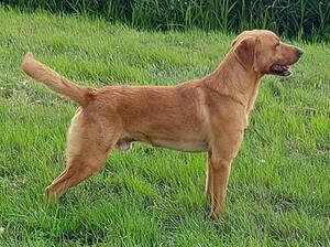 The Sire, Maximus