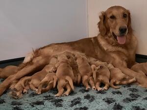 Tabasco and her pups