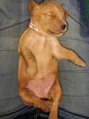 Girl pup, 1 and a half weeks old
