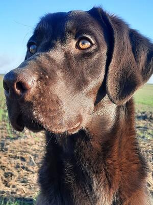 Hazel