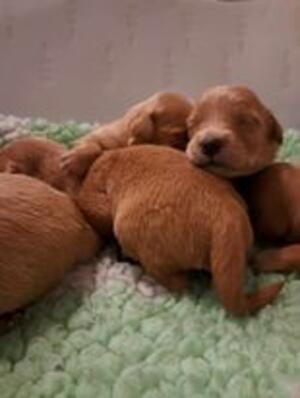 Pups at 1 week old